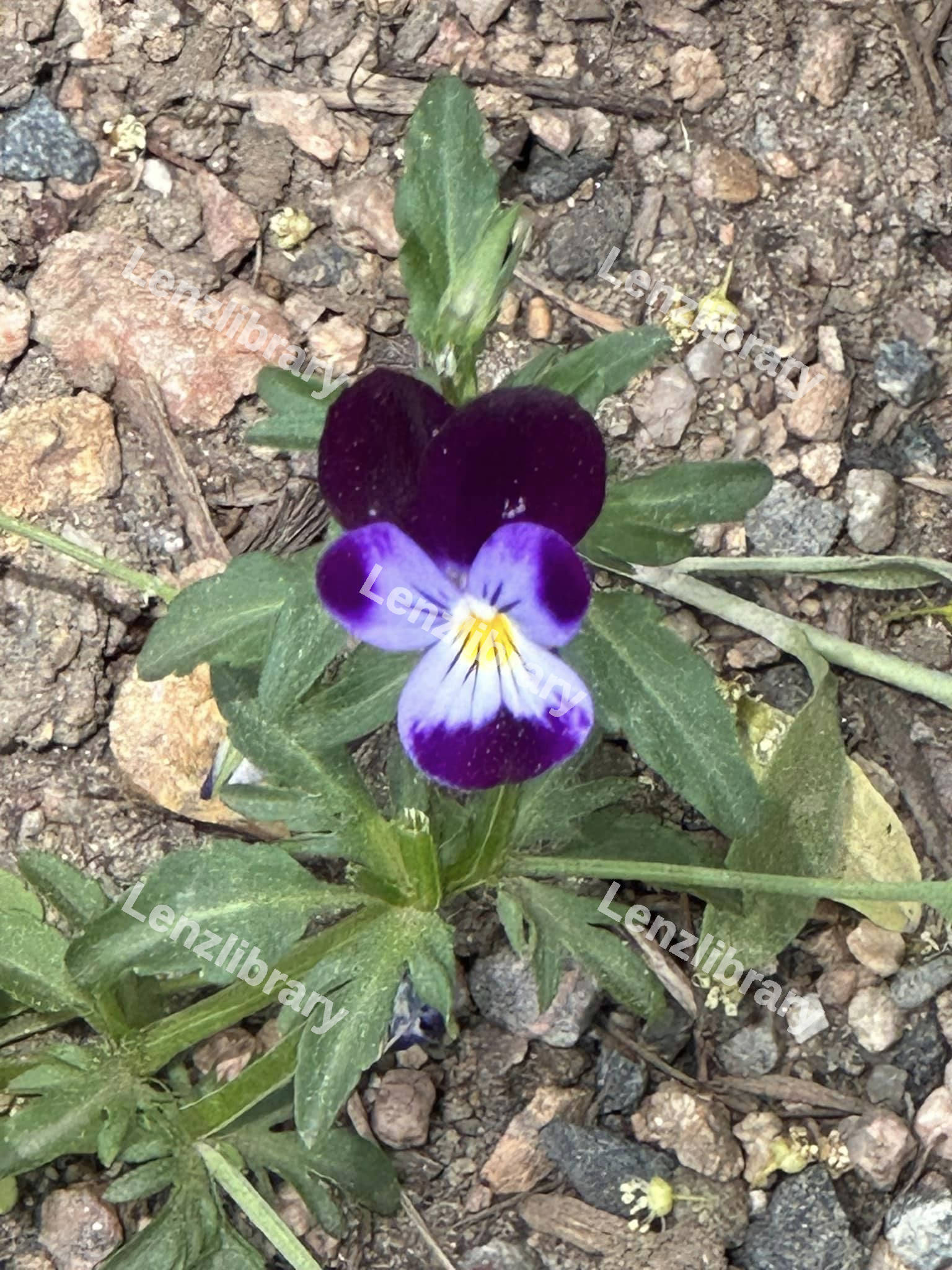 Pansy Flower